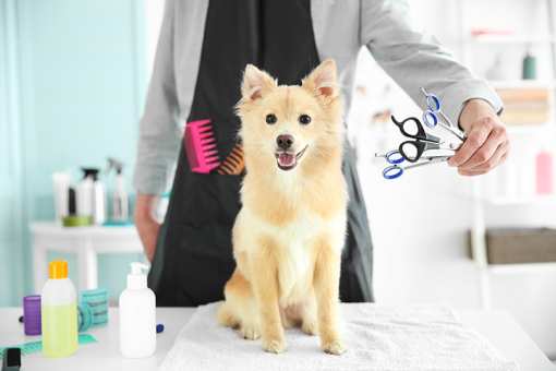 6 Best Pet Groomers in Kentucky!
